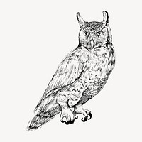 Great Horned owl animal illustration vector