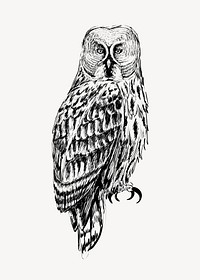 Great Gray owl animal illustration vector