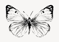 Beautiful butterfly animal illustration vector