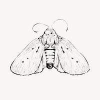 Moth sketch animal illustration vector