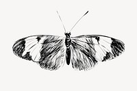 Sapho Longwing butterfly animal illustration vector