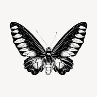 Butterfly illustration animal illustration vector