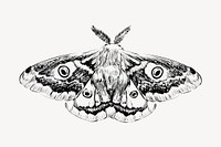 Emperor moth animal illustration vector