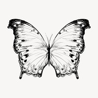 Beautiful butterfly animal illustration vector