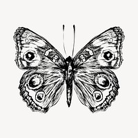 Common Buckeye butterfly animal illustration vector