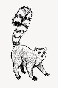 Lemur sketch animal illustration vector