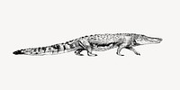 Crocodile sketch animal illustration vector