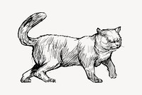 Chartreux cat sketch animal illustration psd