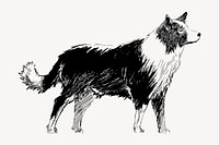 Boder Collie dog animal illustration vector