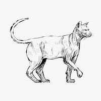 Sphynx cat sketch animal illustration psd