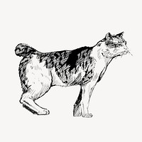 Japanese Bobtail cat animal illustration vector