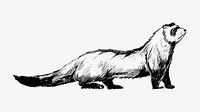 Cute ferret sketch animal illustration vector