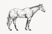 Horse sketch animal illustration vector