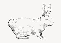 Rabbit sketch animal illustration vector