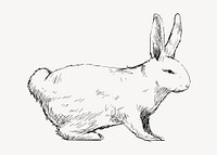 Rabbit  sketch animal illustration psd