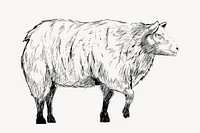 Sheep sketch animal illustration vector