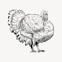 Turkey sketch animal illustration vector