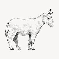 Donkey sketch animal illustration vector