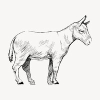 Donkey  sketch animal illustration psd