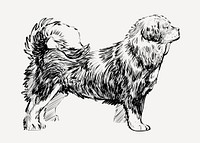 Tibetan Mastiff dog animal illustration vector