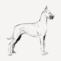 Great Dane dog animal illustration vector