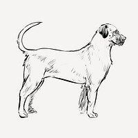 American Mastiff dog animal illustration vector