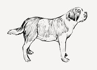 Saint Bernard dog animal illustration vector