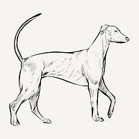 Redbone Coonhound dog sketch animal illustration psd