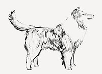 Shetland Sheepdog animal illustration vector