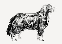 Bernese Mountain Dog sketch animal illustration psd