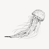 Jellyfish sketch animal illustration vector