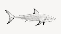 Great White Shark animal illustration vector