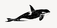 Killer whale animal illustration vector