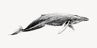 Humpback whale animal illustration vector