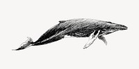 Humpback whale sketch animal illustration psd