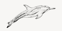 Dwarf Spinner dolphin animal illustration vector