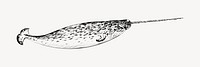 Narwhal sketch animal illustration vector