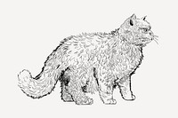 Selkirk Rex cat animal illustration vector