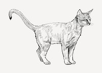 Abyssinian cat animal illustration vector