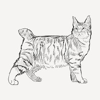 Pixie Bob cat animal illustration vector