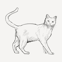 Khao Manee cat animal illustration vector