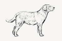 Labrador dog animal illustration vector