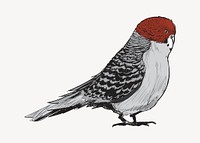 Red-headed Finch bird animal illustration vector