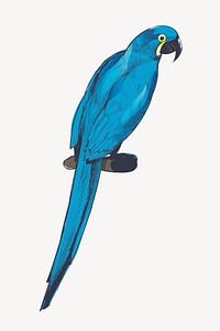 Hyacinth Macaw parrot animal illustration vector