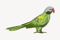 Grey-headed parakeet animal illustration vector