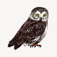 Northern saw-whet owl sketch animal illustration psd