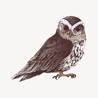 Flammulated owl animal illustration vector