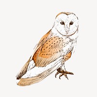 Barn owl animal illustration vector