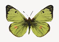 Green butterfly animal illustration vector