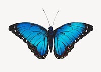 Blue Morpho butterfly animal illustration vector